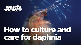 Caring and Culturing for Daphnia [upl. by Merrili]