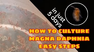 How to Culture Magna Daphnia Easily [upl. by Doughman653]