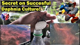 How to Culture Daphnia Successfully [upl. by Mad897]