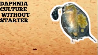 HOW TO CULTURE DAPHNIA NATURALLY WITHOUT A STARTER [upl. by Dremann532]