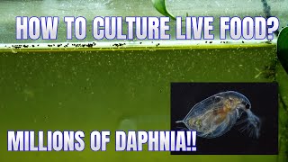 How to Culture Daphnia Secret Method to Breed MILLIONS  Simply Aquatic [upl. by Moshe]