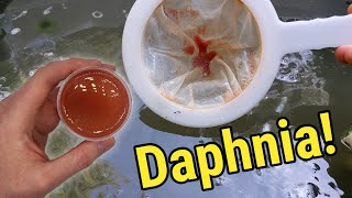 How I Culture Daphnia In Outdoor Tubs [upl. by Suillenroc]