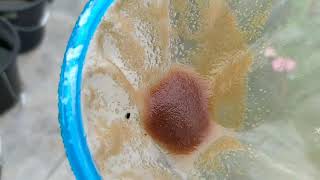 How to culture daphnia moina in a small container Part 1 English Subtitle [upl. by Irik]