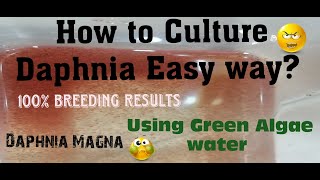 Daphnia MagnaHow to Culture Daphnia Easy wayCulturing Daphnia using Green water Daphnia [upl. by Inol]