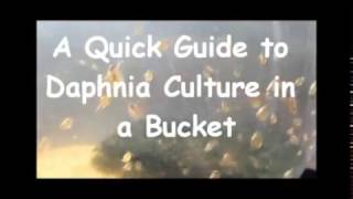 How to culture daphnia outside [upl. by Aohsoj484]