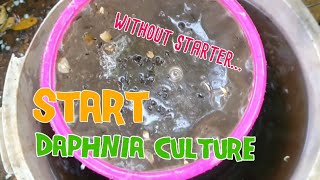 How to culture daphnia moina the easy way 1  Starting the Daphnia culture [upl. by Alexi]