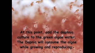 Daphnia  How to grow daphnia in your home [upl. by Consuelo]