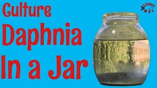 How to Culture Daphnia in a Jar [upl. by Camroc]