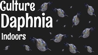 How to Culture Daphnia [upl. by Inaleon]