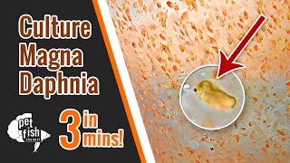 How to culture DAPHNIA MAGNA  The easy way [upl. by Kylila]