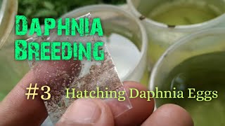 Daphnia Culture made simple and easy 3  Hatching Daphnia eggs [upl. by Germana]