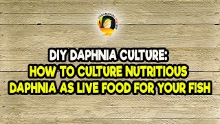 DIY Daphnia Culture How to Culture Nutritious Daphnia as Live Food for Your Fish [upl. by Ravaj78]