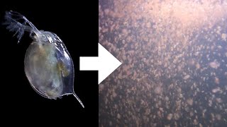 How I Culture Daphnia [upl. by Karame]