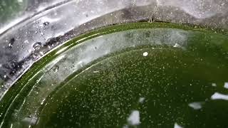 DAPHNIA MOINA CULTURE IN A SMALL BUCKET [upl. by Ringler]