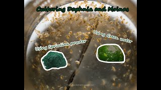 How To Culture Daphnia and Moinas using Green Water Spirulina powder [upl. by Amsirak326]