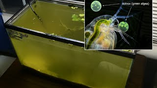 Raising Daphnia for the Freshwater Aquarium [upl. by Ramuk]