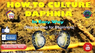 HOW TO CULTURE DAPHNIA In Easy Way [upl. by Aticilef]